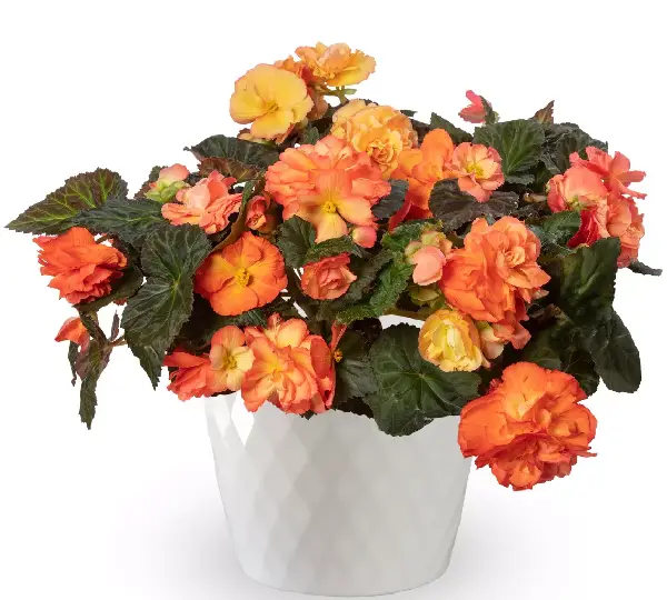 Бегония Лимитлесс Сорбет - Begonia tuberhybrida Limitless Sorbet - Фото №2