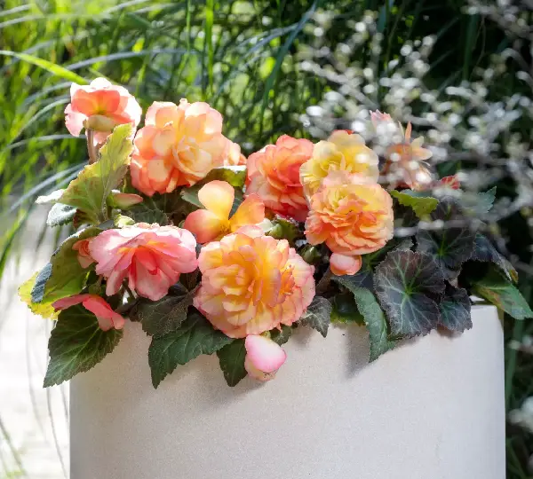 Бегония Лимитлесс Сорбет - Begonia tuberhybrida Limitless Sorbet - Фото №3