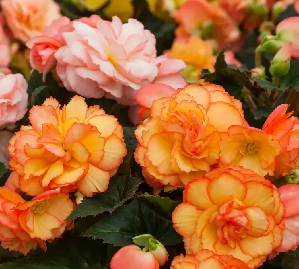 Бегония Лимитлесс Сорбет - Begonia tuberhybrida Limitless Sorbet - Фото №4