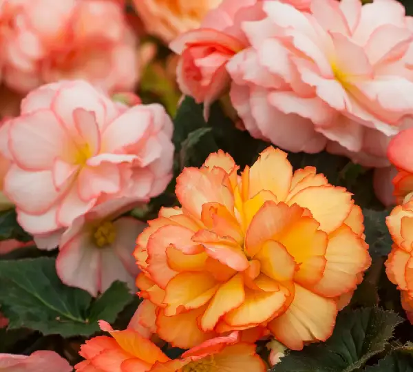 Бегония Лимитлесс Сорбет - Begonia tuberhybrida Limitless Sorbet - Фото №1