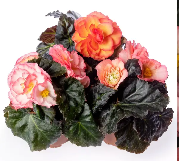 Бегония Лимитлесс Рассвет - Begonia tuberhybrida Limitless Sunrise - Фото №2