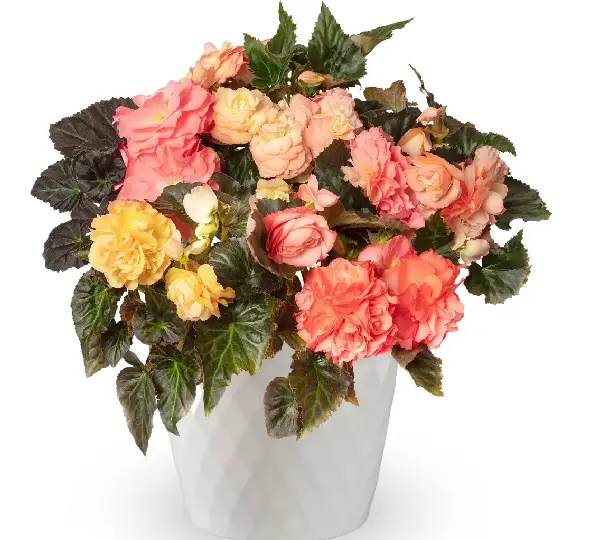 Бегония Лимитлесс Рассвет - Begonia tuberhybrida Limitless Sunrise - Фото №3