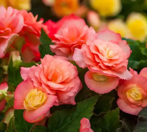 Бегония Лимитлесс Рассвет - Begonia tuberhybrida Limitless Sunrise - Фото №4