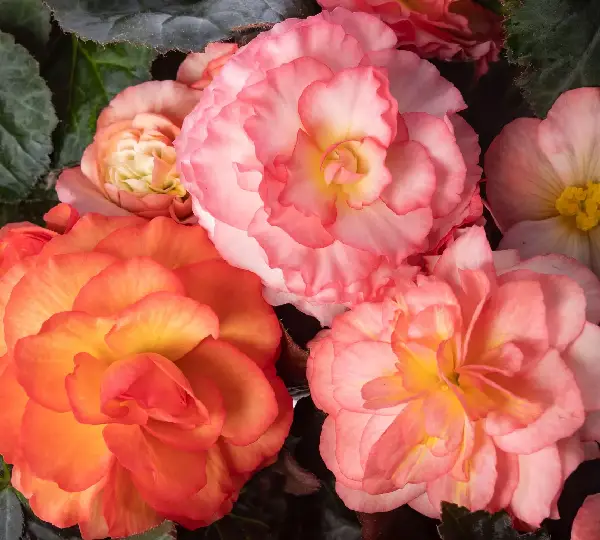 Бегония Лимитлесс Рассвет - Begonia tuberhybrida Limitless Sunrise - Фото №1