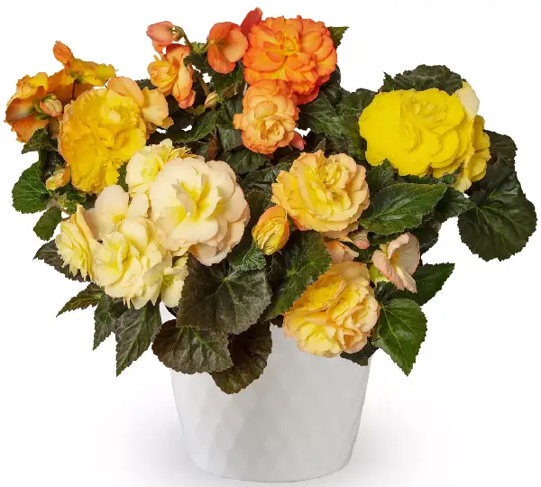 Бегония Лимитлесс Закат - Begonia tuberhybrida Limitless Sunset - Фото №2