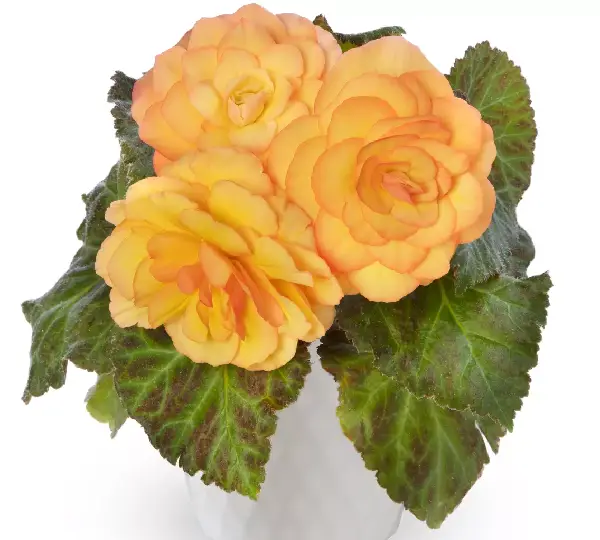 Бегония Лимитлесс Закат - Begonia tuberhybrida Limitless Sunset - Фото №3