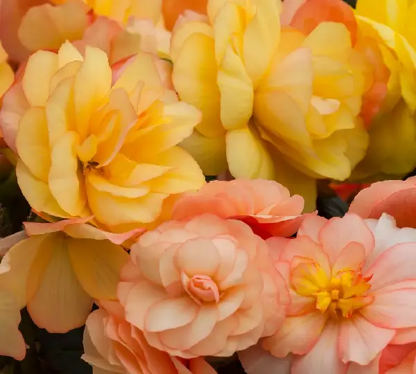 Бегония Лимитлесс Закат - Begonia tuberhybrida Limitless Sunset - Фото №1