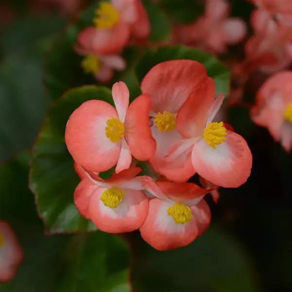 Бегония BabyWing Двухцветная - Bicolor, Begonia interspecific - Фото №1
