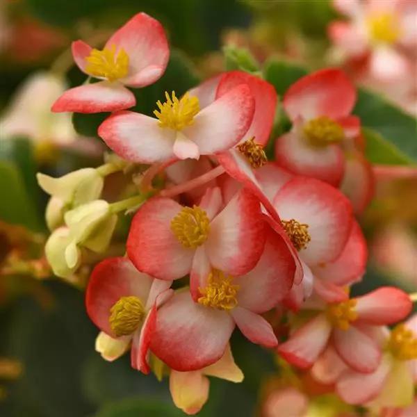 Бегония Hula Двухцветная красно-белая - Bicolor Red White, Begonia interspecific - Фото №2