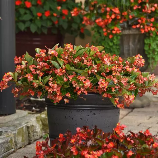 Бегония Hula Двухцветная красно-белая - Bicolor Red White, Begonia interspecific - Фото №3
