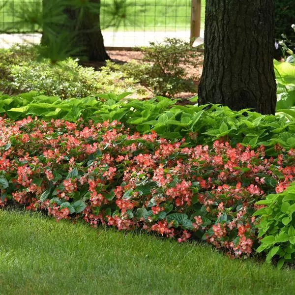 Бегония Hula Двухцветная красно-белая - Bicolor Red White, Begonia interspecific - Фото №4