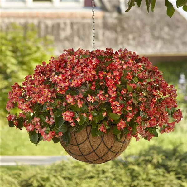 Бегония Hula Двухцветная красно-белая - Bicolor Red White, Begonia interspecific - Фото №1