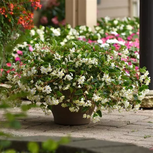 Бегония Hula Румянец - Blush, Begonia interspecific - Фото №2