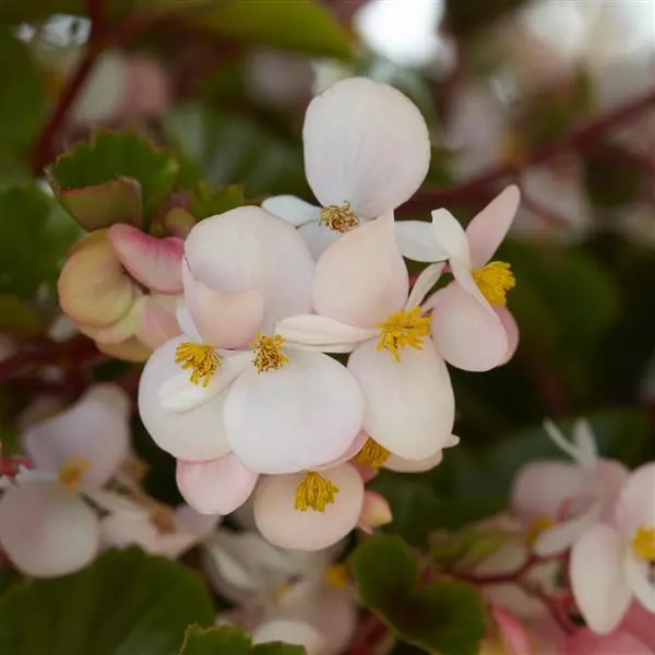 Бегония Hula Румянец - Blush, Begonia interspecific - Фото №1