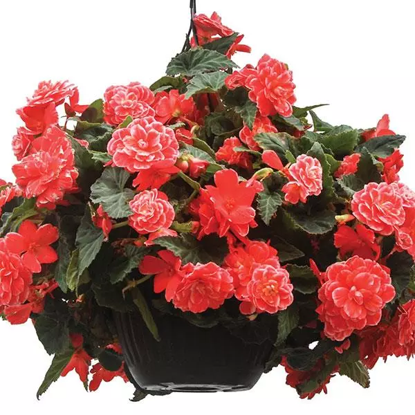 Бегония клубневая On Top Дынная кружевная - Melon Lace, Begonia x tuberosa - Фото №2