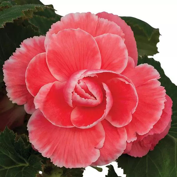 Бегония клубневая On Top Дынная кружевная - Melon Lace, Begonia x tuberosa - Фото №1