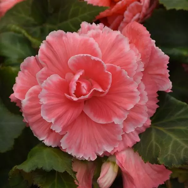 Бегония клубневая AmeriHybrid Пикоти Лейс Розовая - Picotee Lace Pink, Begonia x tuberosa - Фото №1
