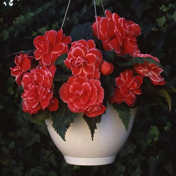 Бегония клубневая AmeriHybrid Пикоти Лейс Красная - Picotee Lace Red, Begonia x tuberosa - Фото №2