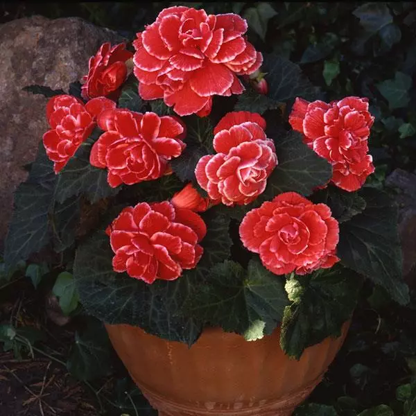 Бегония клубневая AmeriHybrid Пикоти Лейс Красная - Picotee Lace Red, Begonia x tuberosa - Фото №3