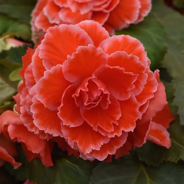 Бегония клубневая AmeriHybrid Пикоти Лейс Красная - Picotee Lace Red, Begonia x tuberosa - Фото №1