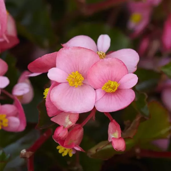 Бегония Hula Розовая - Pink, Begonia interspecific - Фото №2