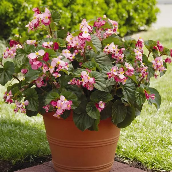 Бегония BabyWing Розовая - Pink, Begonia interspecific - Фото №3