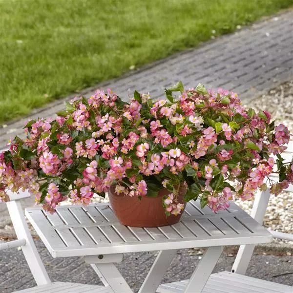 Бегония Hula Розовая - Pink, Begonia interspecific - Фото №3