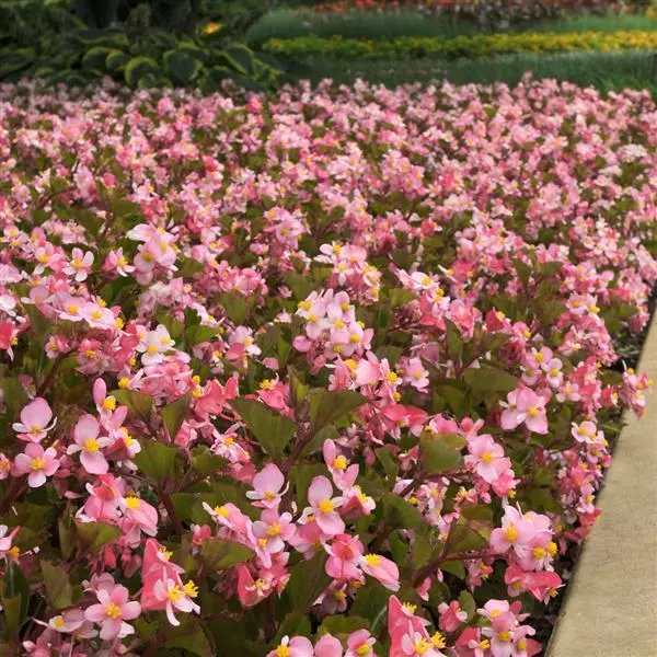 Бегония BabyWing Розовая - Pink, Begonia interspecific - Фото №4