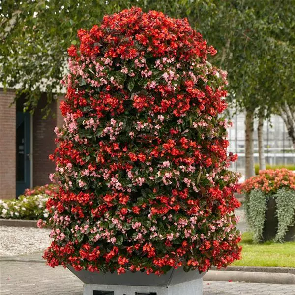 Бегония Hula Розовая - Pink, Begonia interspecific - Фото №4