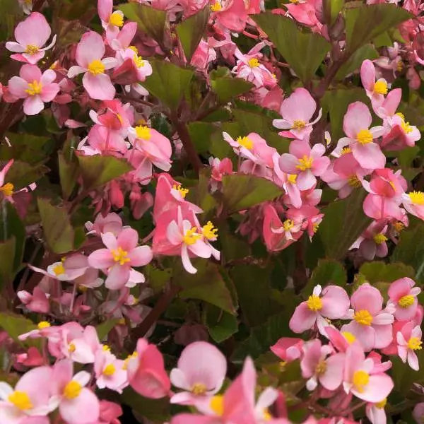 Бегония BabyWing Розовая - Pink, Begonia interspecific - Фото №1