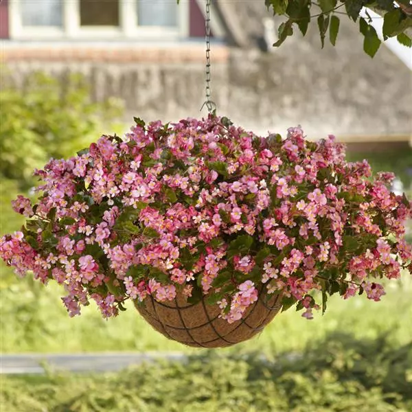 Бегония Hula Розовая - Pink, Begonia interspecific - Фото №1