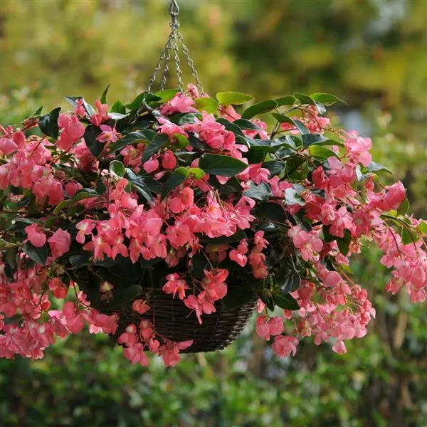 Бегония Dragon Wing Розовая - Pink, Begonia x hybrida - Фото №2