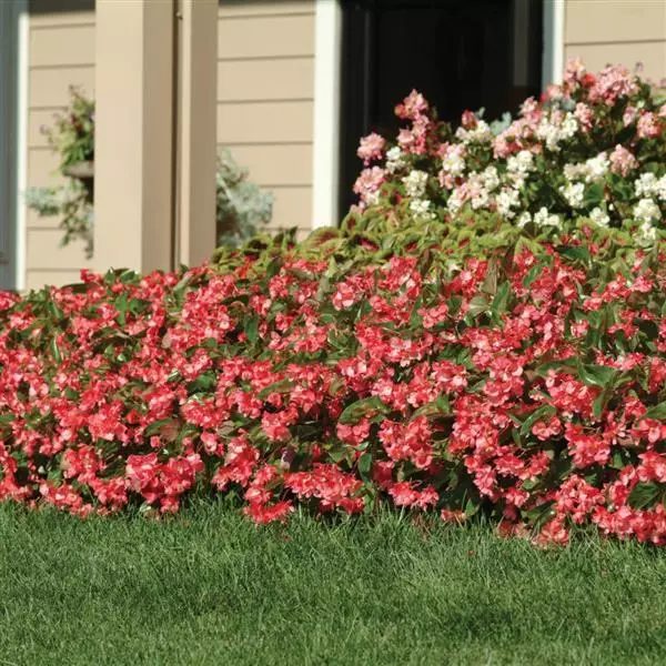 Бегония Dragon Wing Розовая - Pink, Begonia x hybrida - Фото №3