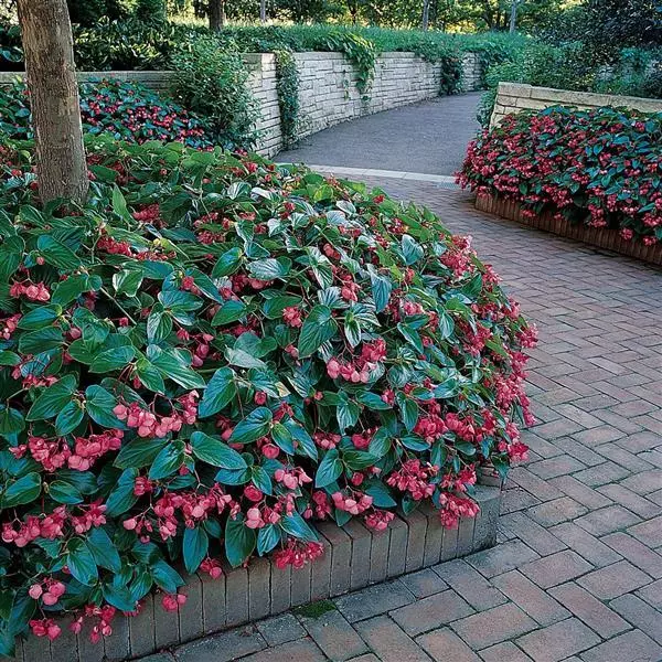 Бегония Dragon Wing Розовая - Pink, Begonia x hybrida - Фото №4