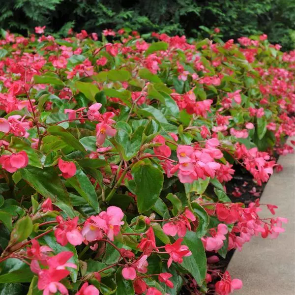 Бегония Dragon Wing Розовая - Pink, Begonia x hybrida - Фото №5