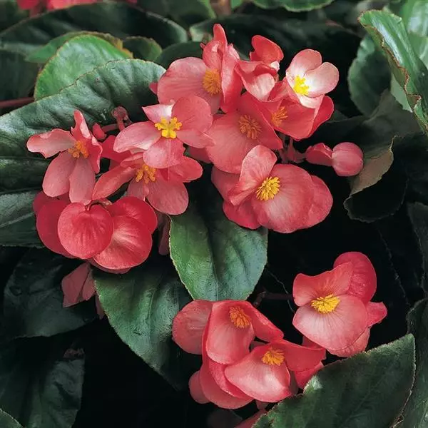 Бегония Dragon Wing Розовая - Pink, Begonia x hybrida - Фото №1