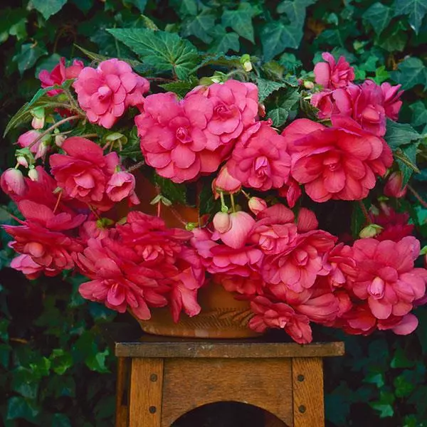 Бегония клубневая Sun Dancer Розовая - Pink, Begonia x tuberosa - Фото №2