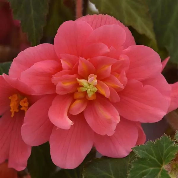 Бегония клубневая Sun Dancer Розовая - Pink, Begonia x tuberosa - Фото №1