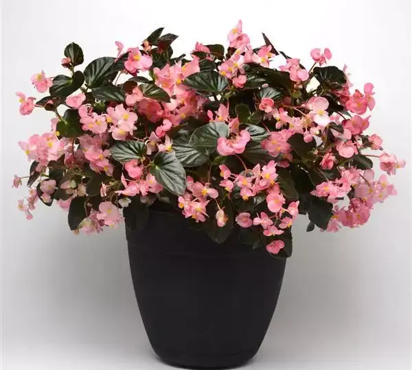 Бегония MegaWatt Розовая с бронзовой листвой - Pink Bronze Leaf, Begonia x benariensis - Фото №2