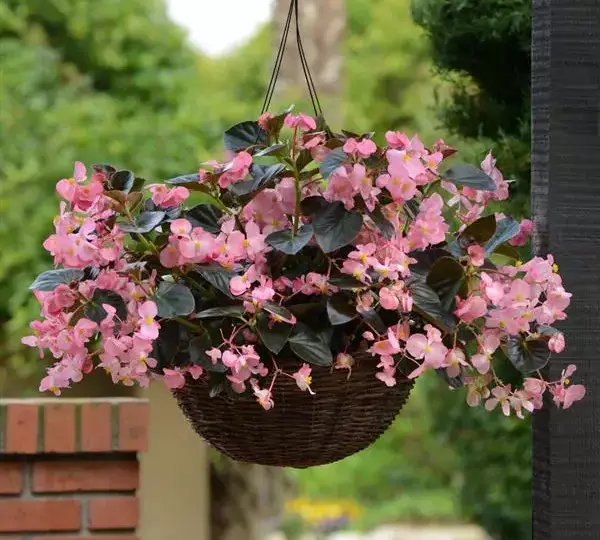 Бегония MegaWatt Розовая с бронзовой листвой - Pink Bronze Leaf, Begonia x benariensis - Фото №3