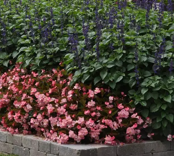 Бегония MegaWatt Розовая с бронзовой листвой - Pink Bronze Leaf, Begonia x benariensis - Фото №4