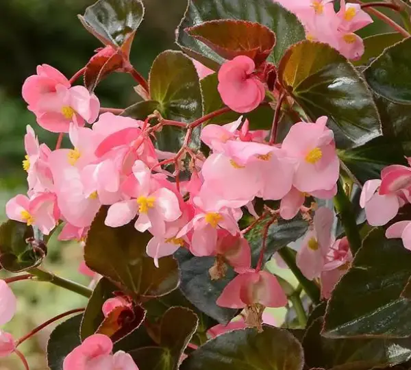 Бегония MegaWatt Розовая с бронзовой листвой - Pink Bronze Leaf, Begonia x benariensis - Фото №1