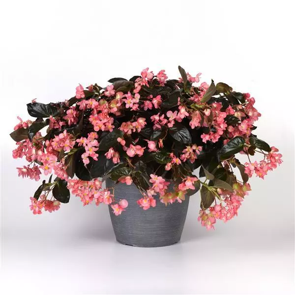 Бегония Dragon Wing Розовая с бронзовой листвой - Pink Bronze Leaf, Begonia x hybrida - Фото №2