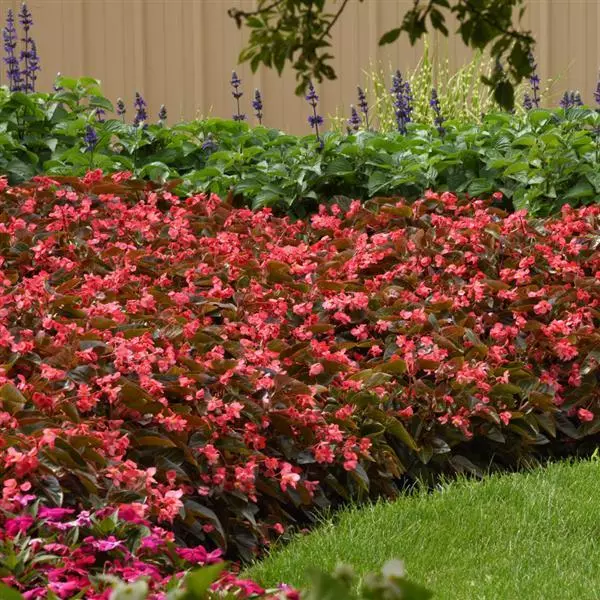 Бегония Dragon Wing Розовая с бронзовой листвой - Pink Bronze Leaf, Begonia x hybrida - Фото №3