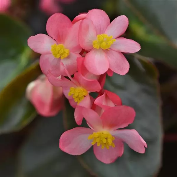 Бегония Dragon Wing Розовая с бронзовой листвой - Pink Bronze Leaf, Begonia x hybrida - Фото №1