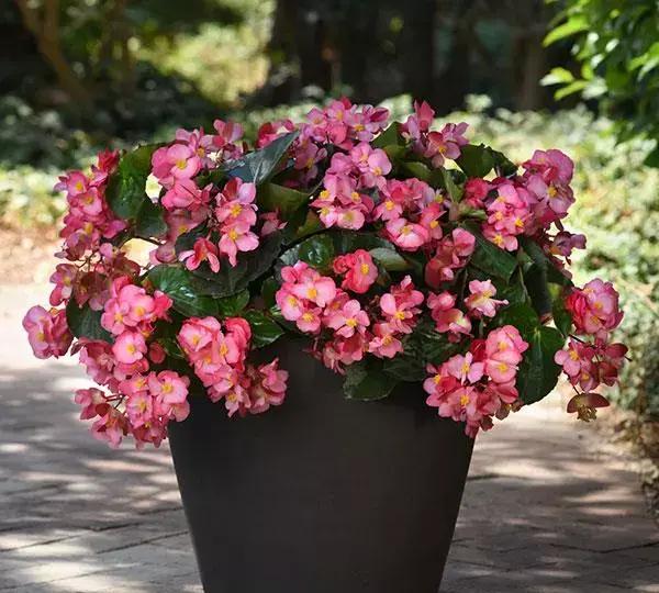 Бегония MegaWatt Розовая с зелёной листвой - Pink Green Leaf, Begonia x benariensis - Фото №2