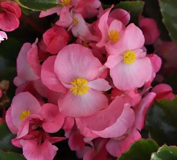 Бегония MegaWatt Розовая с зелёной листвой - Pink Green Leaf, Begonia x benariensis - Фото №1