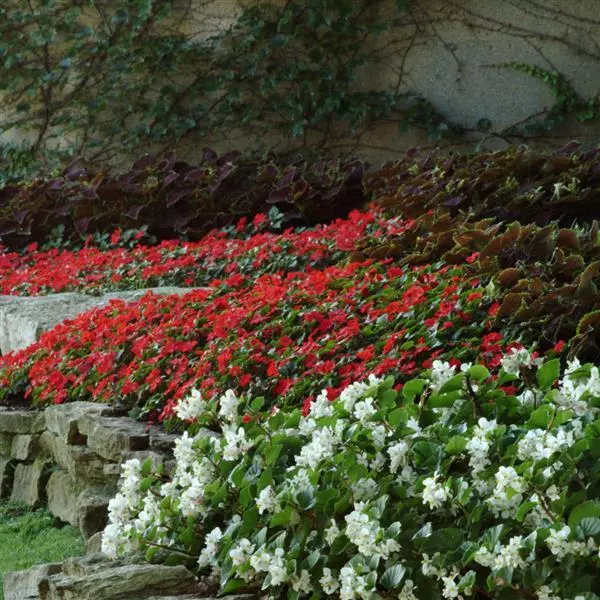 Бегония BabyWing Красная - Red, Begonia interspecific - Фото №2