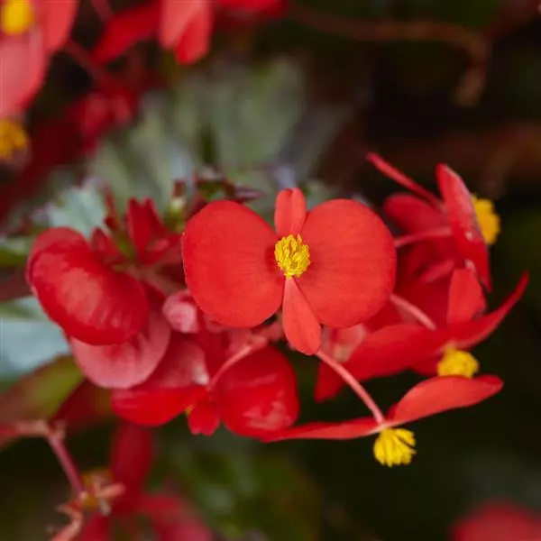 Бегония Hula Красная - Red, Begonia interspecific - Фото №2