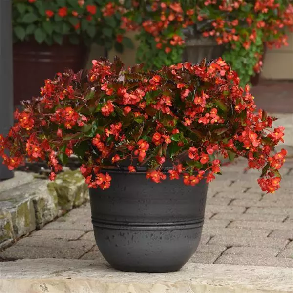 Бегония Hula Красная - Red, Begonia interspecific - Фото №3